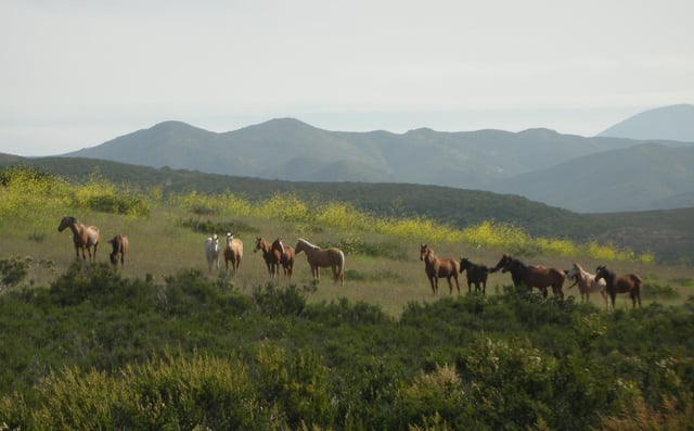 Tijuana Baja California All The Pretty Horses Rescue Rides San Diego California Travel